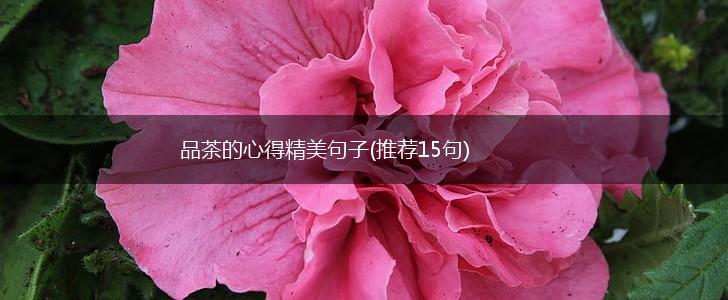 品茶的心得精美句子(推荐15句),第1张