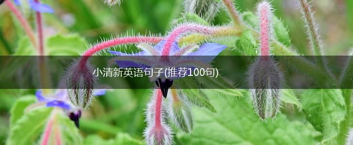 小清新英语句子(推荐100句),第1张