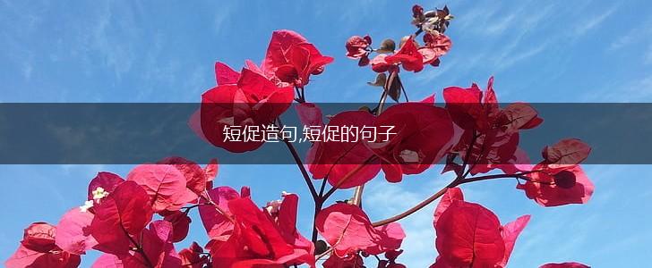短促造句,短促的句子,第1张