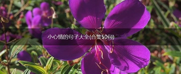 小心情的句子大全(合集50句),第1张