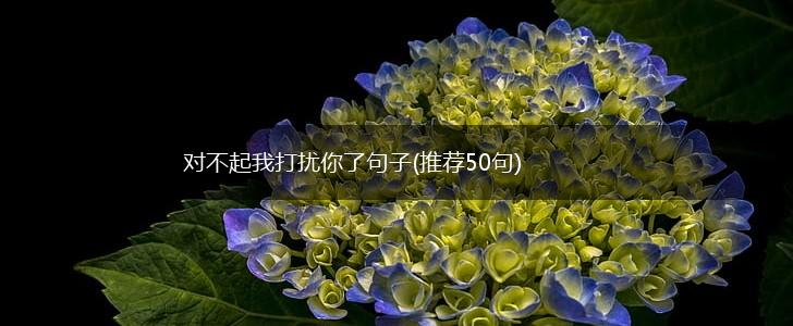 对不起我打扰你了句子(推荐50句),第1张