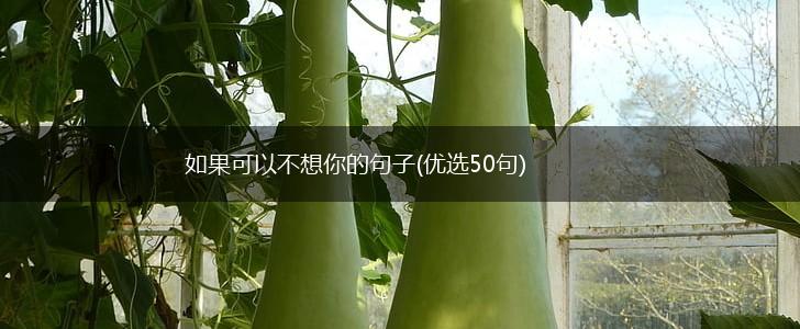 如果可以不想你的句子(优选50句),第1张