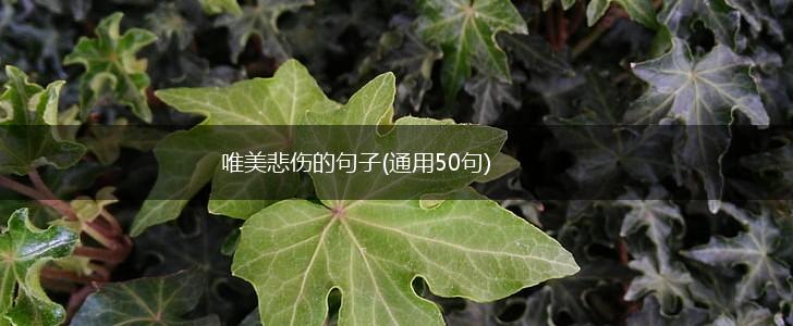 唯美悲伤的句子(通用50句),第1张