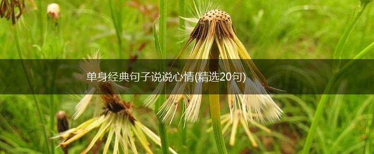 单身经典句子说说心情(精选20句),第1张