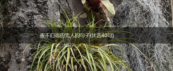 夜不归宿的男人的句子(优选40句),第1张