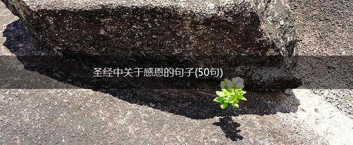 圣经中关于感恩的句子(50句),第1张