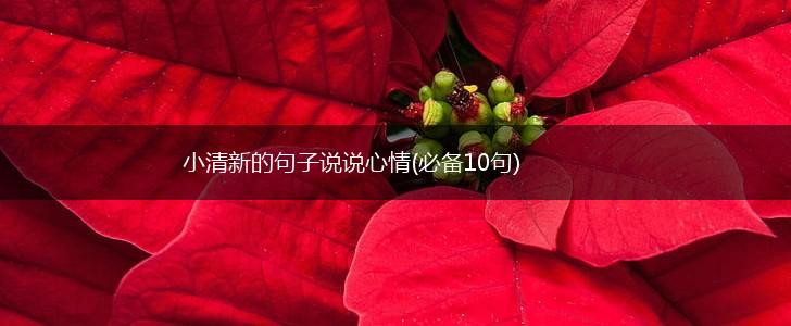 小清新的句子说说心情(必备10句),第1张