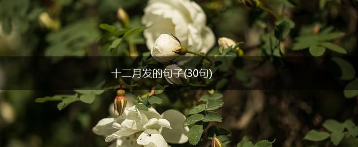 十二月发的句子(30句),第1张