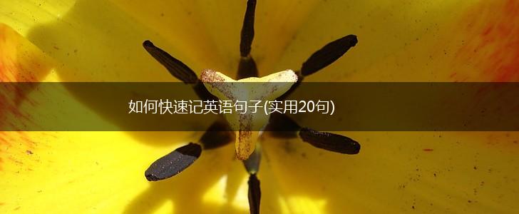 如何快速记英语句子(实用20句),第1张