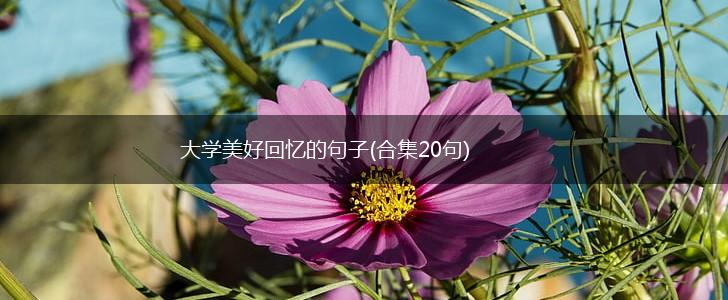 大学美好回忆的句子(合集20句),第1张