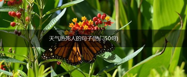 天气热死人的句子(热门50句),第1张