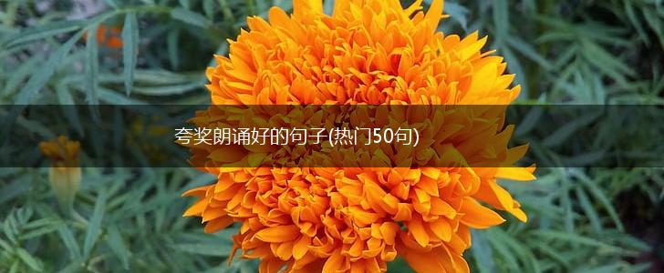 夸奖朗诵好的句子(热门50句),第1张