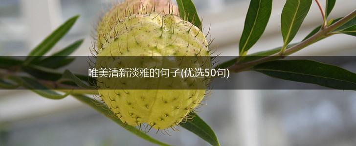 唯美清新淡雅的句子(优选50句),第1张