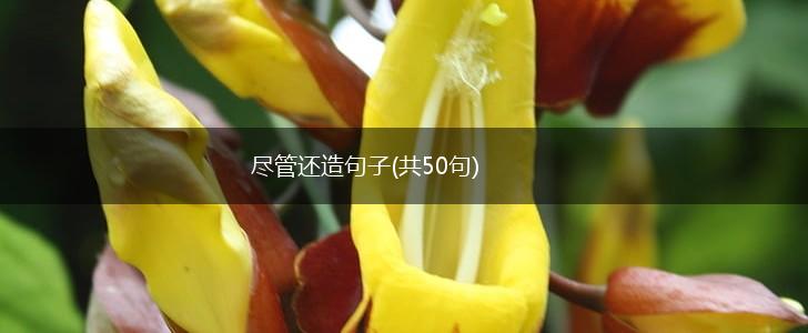 尽管还造句子(共50句),第1张