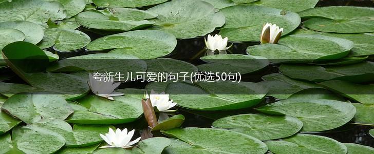 夸新生儿可爱的句子(优选50句),第1张