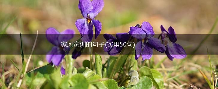 家风家训的句子(实用50句),第1张
