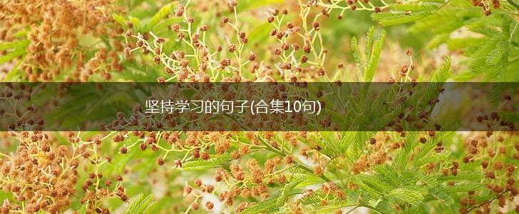 坚持学习的句子(合集10句),第1张