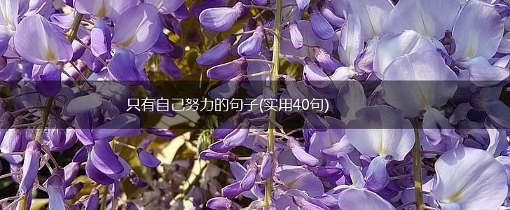 只有自己努力的句子(实用40句),第1张