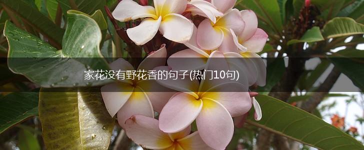 家花没有野花香的句子(热门10句),第1张