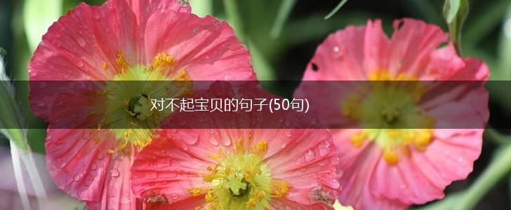 对不起宝贝的句子(50句),第1张