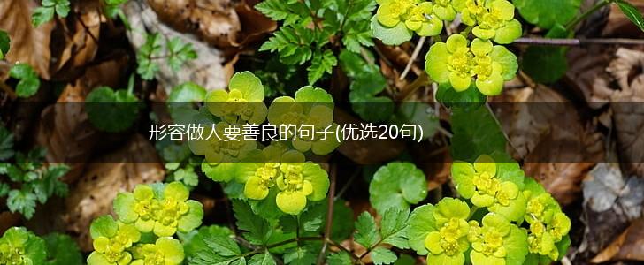 形容做人要善良的句子(优选20句),第1张