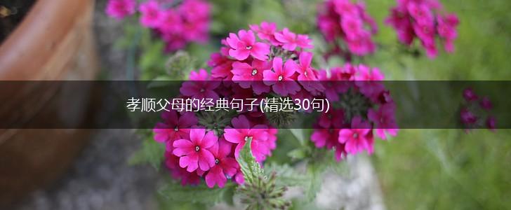 孝顺父母的经典句子(精选30句),第1张