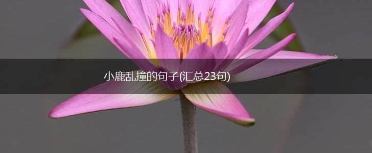 小鹿乱撞的句子(汇总23句),第1张