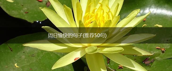 周日愉快的句子(推荐50句),第1张