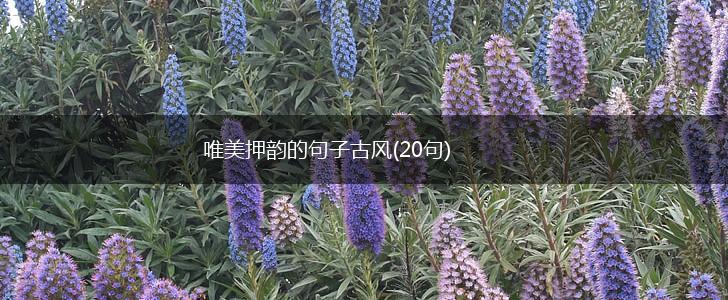 唯美押韵的句子古风(20句),第1张