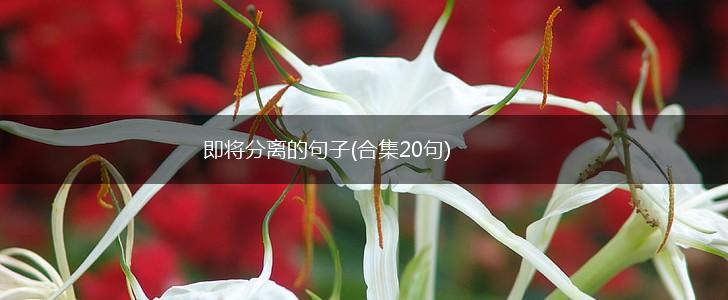 即将分离的句子(合集20句),第1张