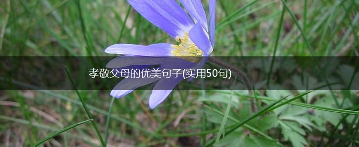 孝敬父母的优美句子(实用50句),第1张