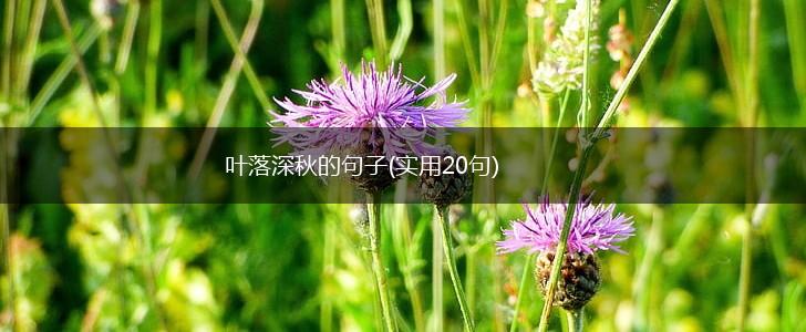 叶落深秋的句子(实用20句),第1张