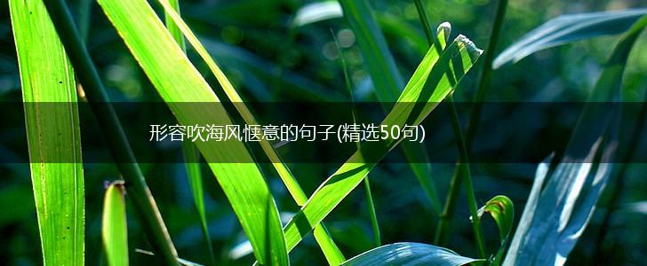 形容吹海风惬意的句子(精选50句),第1张