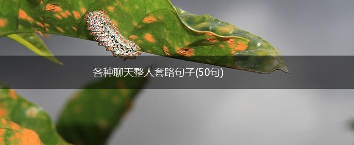 各种聊天整人套路句子(50句),第1张
