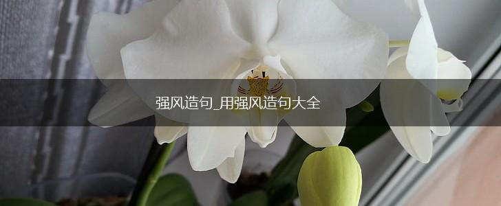 强风造句_用强风造句大全,第1张