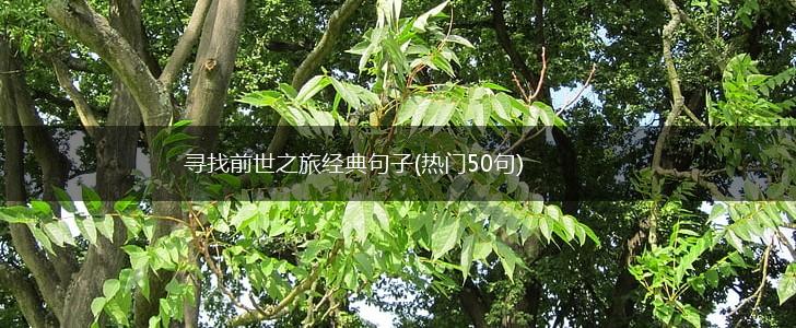寻找前世之旅经典句子(热门50句),第1张