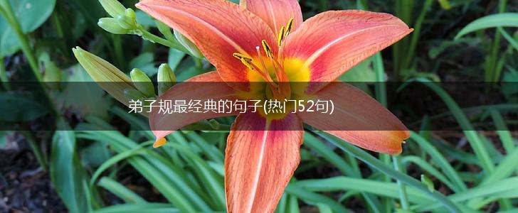 弟子规最经典的句子(热门52句),第1张