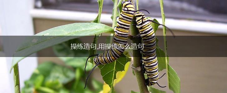 操练造句,用操练怎么造句,第1张