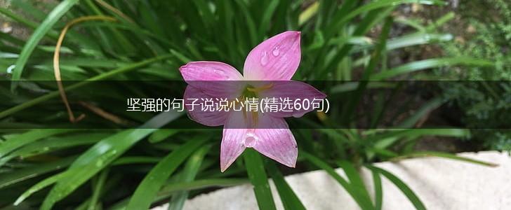 坚强的句子说说心情(精选60句),第1张