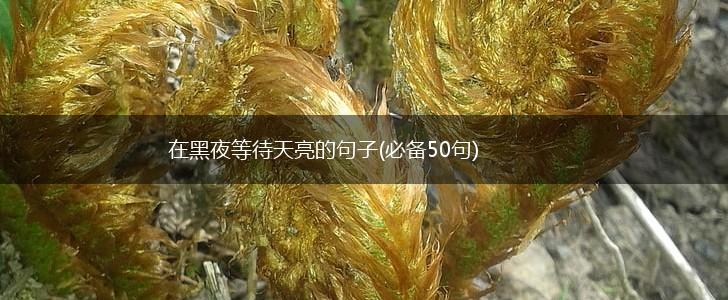 在黑夜等待天亮的句子(必备50句),第1张