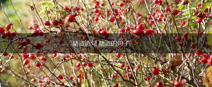 赌资造句 赌资的句子,第1张