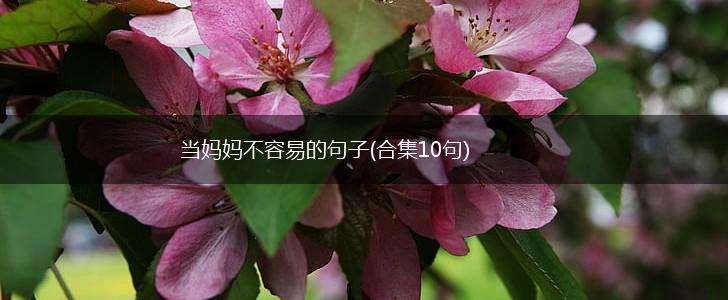 当妈妈不容易的句子(合集10句),第1张