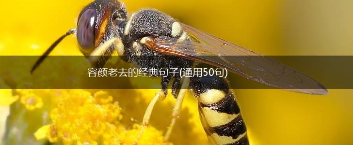 容颜老去的经典句子(通用50句),第1张