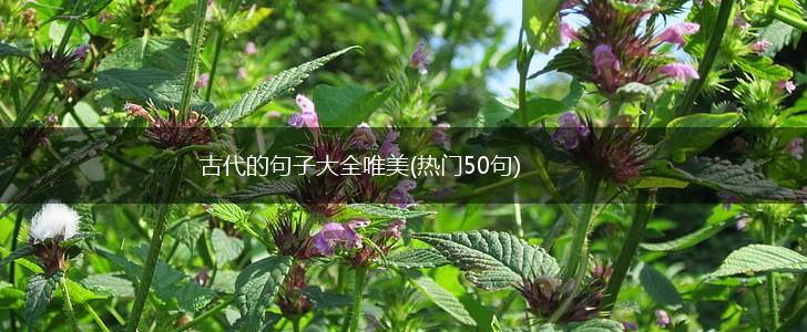 古代的句子大全唯美(热门50句),第1张