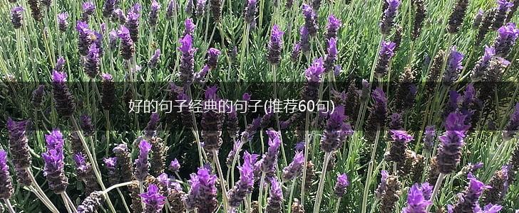好的句子经典的句子(推荐60句),第1张