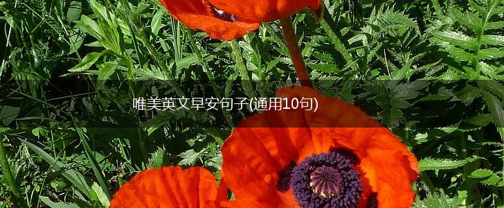唯美英文早安句子(通用10句),第1张
