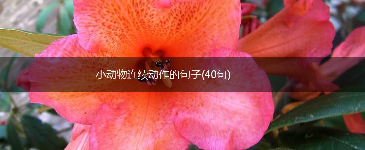 小动物连续动作的句子(40句),第1张
