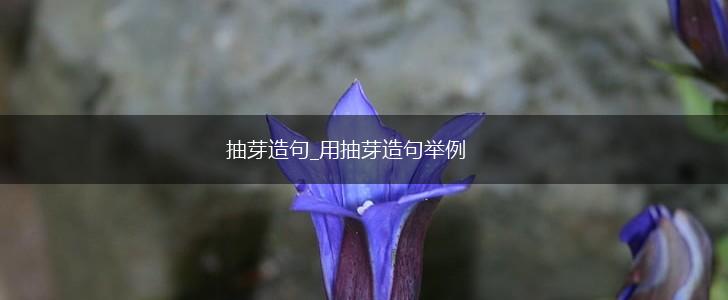 抽芽造句_用抽芽造句举例,第1张