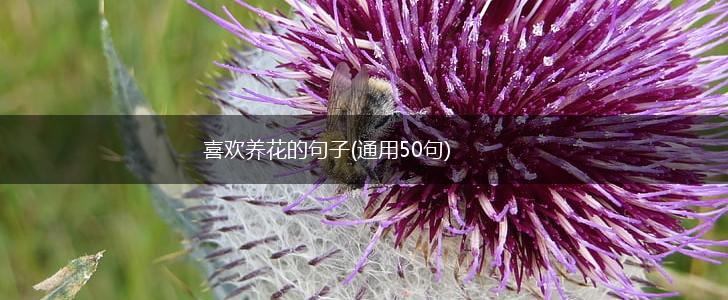 喜欢养花的句子(通用50句),第1张