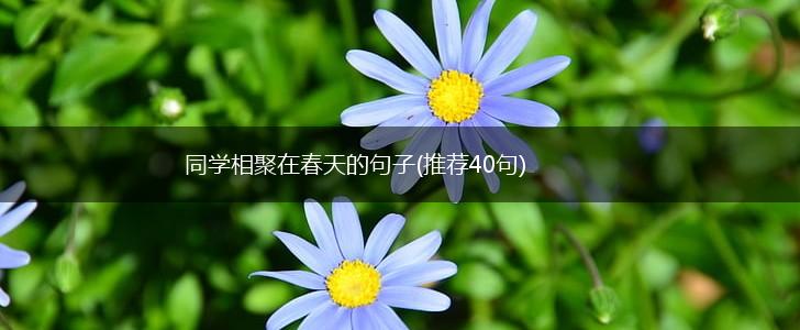 同学相聚在春天的句子(推荐40句),第1张